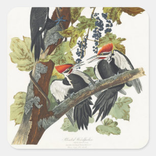 Adesivo Quadrado Arte de Pássaro Vintage Audubon Pica-Pau-de-Topo-V