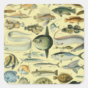 Adesivo Quadrado Arte De Pesca Científica Dos Peixes Vintage