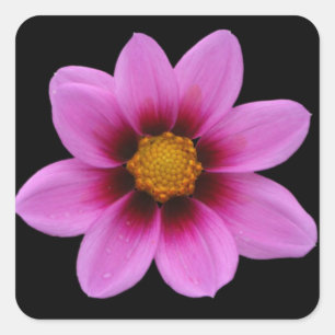 Adesivo Quadrado Arte Floral Rosa