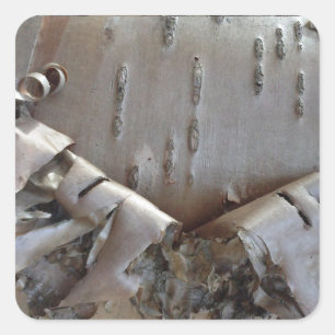 Adesivo Quadrado Árvore Casca de Bétula Encaracolada Rústica