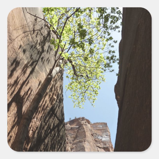 Adesivo Quadrado Árvore crescendo entre Rochas no Parque Nacional d (Frente)