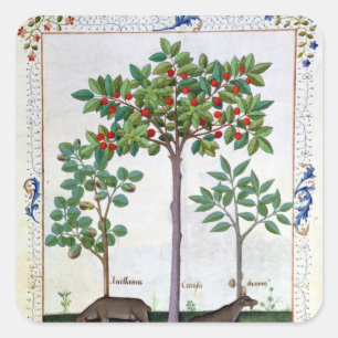 Adesivo Quadrado Árvore da avelã Bush e de cereja