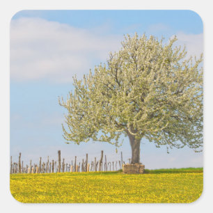 Adesivo Quadrado Árvore De Cereja Em Primavera