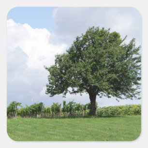 Adesivo Quadrado Árvore De Cereja No Verão