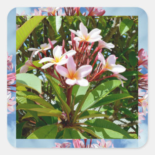 Adesivo Quadrado Árvore de Flor Rosa Frangipani,