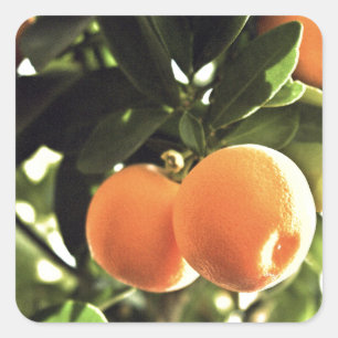 Adesivo Quadrado Árvore de fruta alaranjada dourada