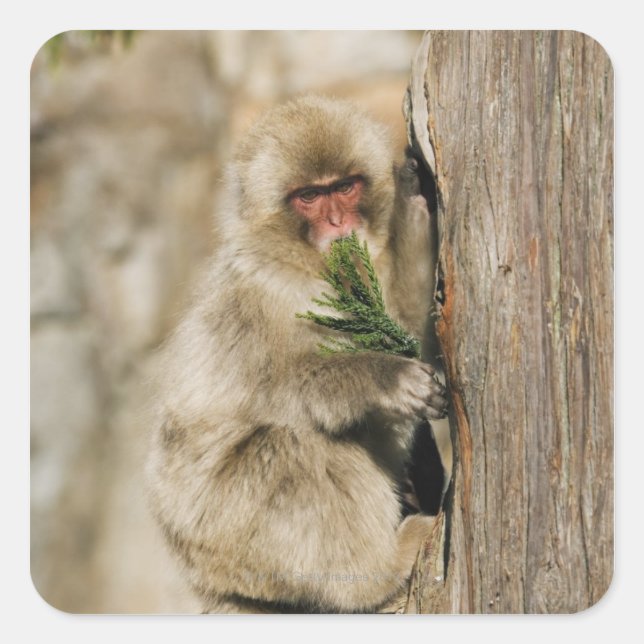 Adesivo Quadrado Árvore de Subida em Macaco Japonês, Folhas de Comi (Frente)