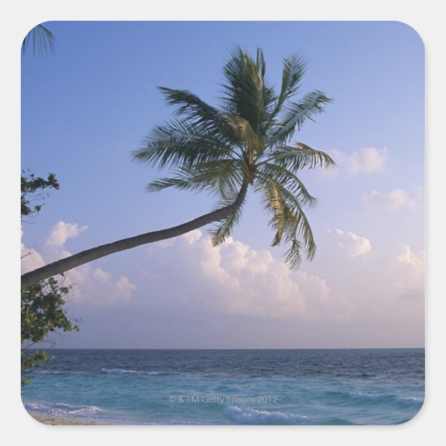 Adesivo Quadrado Árvore do Mar e Palm (Frente)