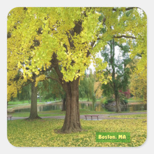 Adesivo Quadrado Árvore Gingko Amarela
