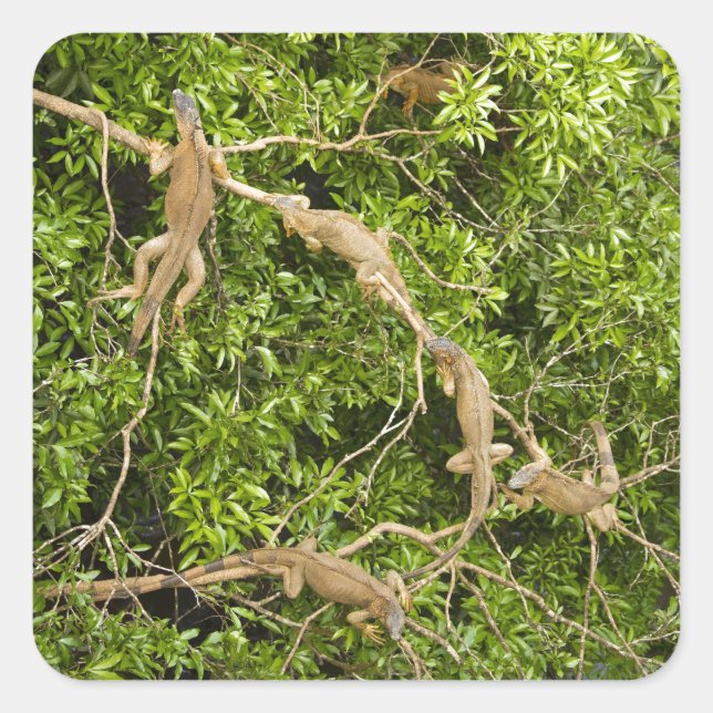 Adesivo Quadrado Árvore Iguana (Frente)