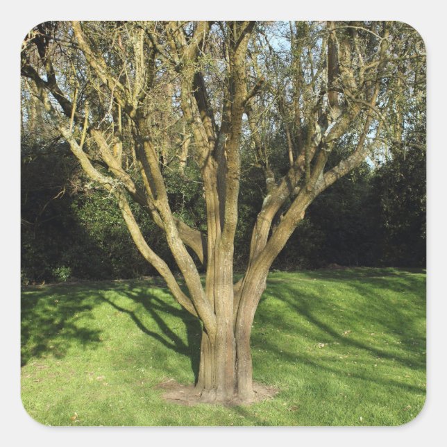 Adesivo Quadrado Árvore iluminada por sol (Frente)