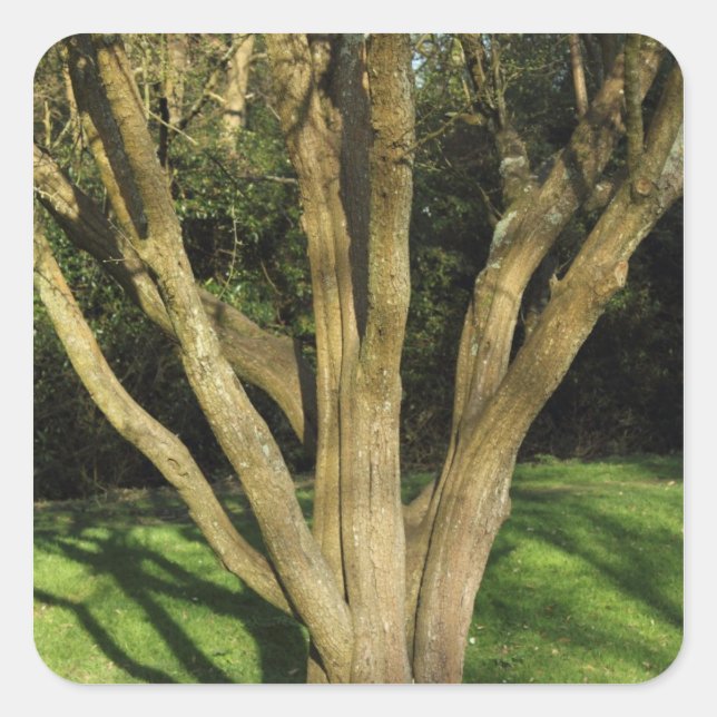 Adesivo Quadrado Árvore iluminada por sol (Frente)