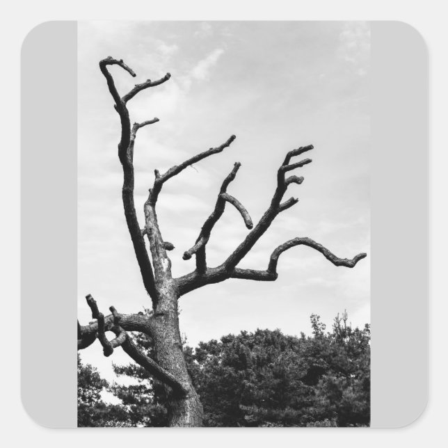 Adesivo Quadrado árvore livre (Frente)