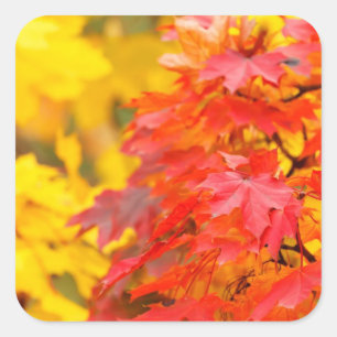 Adesivo Quadrado Árvores com as folhas da laranja e do amarelo na