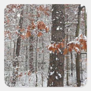 Adesivo Quadrado Árvores de carvalho cobertas por neve Fotografia
