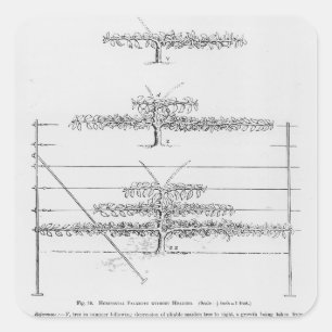 Adesivo Quadrado Árvores de fruta novas de formação, 'do cultiva