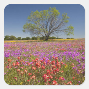 Adesivo Quadrado Árvores de mesquite de primavera crescendo em flor