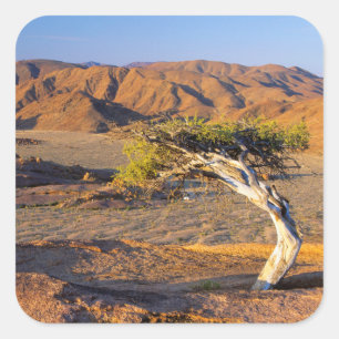 Adesivo Quadrado Árvores E Terras Desérticas, Richtersveld