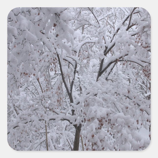Adesivo Quadrado Árvores em Carga de Neve (Frente)