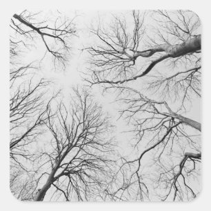 Adesivo Quadrado Árvores Leafless na madeira de Thiepval