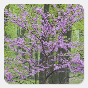 Adesivo Quadrado Árvores Redbud em plena floração de primavera pert