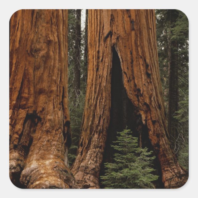 Adesivo Quadrado Árvores Redwood, Parque Nacional Sequoia. (Frente)