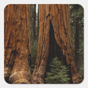 Adesivo Quadrado Árvores Sequoias, Parque Nacional Sequoia.