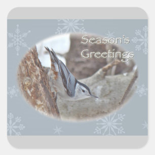 Adesivo Quadrado As aves canoras do pica-pau-cinzento das cinzas de