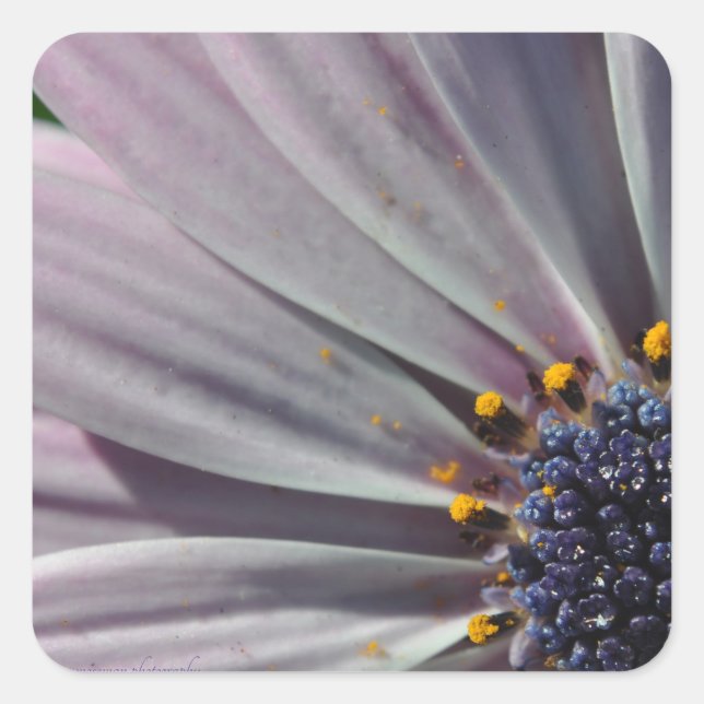 Adesivo Quadrado As Flores Dentro (Frente)