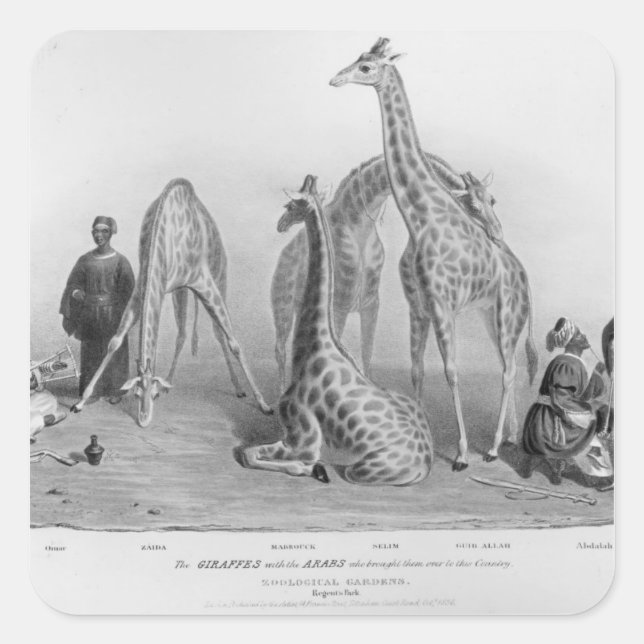Adesivo Quadrado As Girafas com os Árabes (Frente)