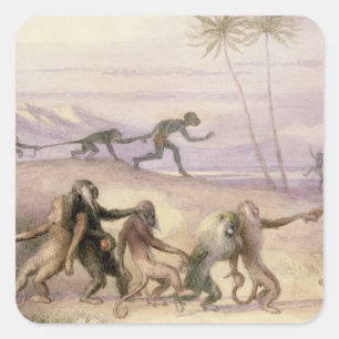 Adesivo Quadrado As maneiras e os costumes dos macacos