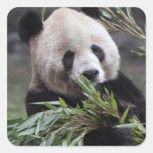 Adesivo Quadrado Ásia, China Chongqing. Panda Gigante