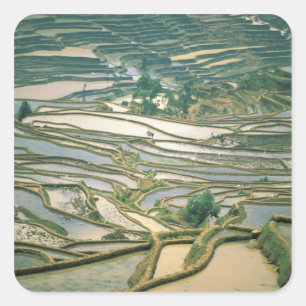 Adesivo Quadrado Ásia, China. Terraces de arroz inundados perto de 