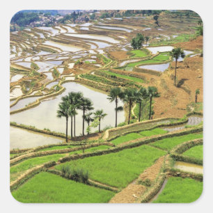 Adesivo Quadrado Ásia, China, Yunnan, Honghe. Terraços de arroz pe