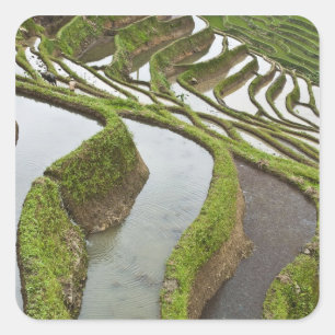 Adesivo Quadrado Ásia, China, Yunnan, Yuanyang. Arroz inundado