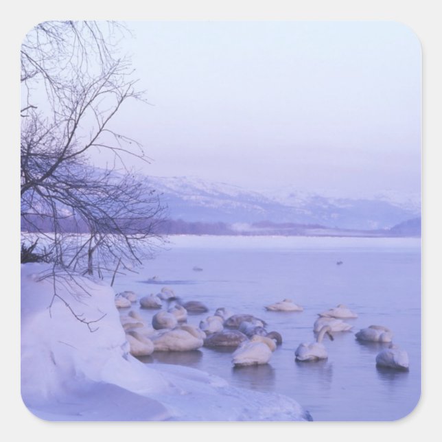 Adesivo Quadrado Ásia, Japão, Hokkaido, Akan NP, Whopper Swans (Frente)