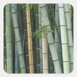 Adesivo Quadrado Ásia, Japão, Quioto, Arashiyama, Sagano, Bamboo
