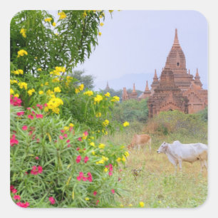 Adesivo Quadrado Ásia, Mianmar (Birmânia), Bagan (Pagan). Vacas