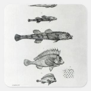 Adesivo Quadrado Aspidophorus Chiloensis e Agriopus Hispidus