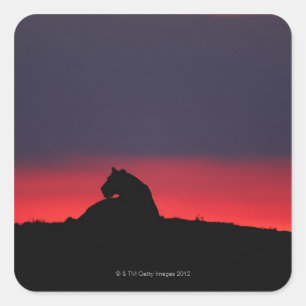 Adesivo Quadrado Assento da leoa (Panthera leo), no por do sol,