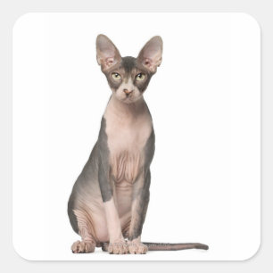 Adesivo Quadrado Assento de Sphynx (7 meses velho)