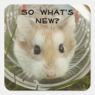 Adesivo Quadrado Assim o que é hamster novo