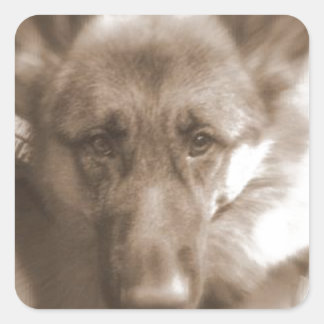 Adesivo Quadrado Atlas o Cão-Maravilha