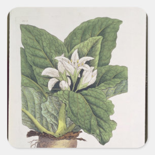 Adesivo Quadrado Atropa mandrágora