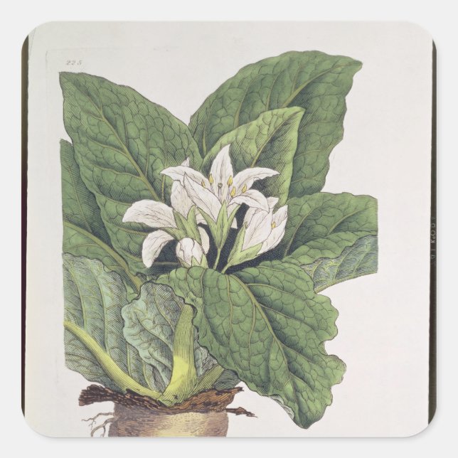 Adesivo Quadrado Atropa mandrágora (Frente)