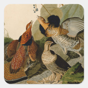 Adesivo Quadrado Audubon de Ave de Jogo de Agrupamento Rupido
