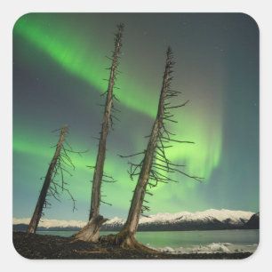 Adesivo Quadrado Aurora Spruce esquecida