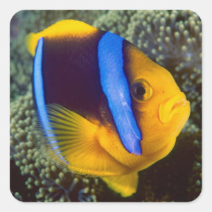 Adesivo Quadrado Austrália, Grande Barreira de Coral, Peixe-palhaço