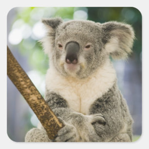 Adesivo Quadrado Austrália, Queensland, Brisbane, árvore de figo