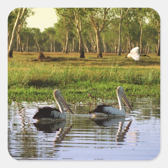Adesivo Quadrado Australian Pelicans, Kakadu National Park, NT (Frente)